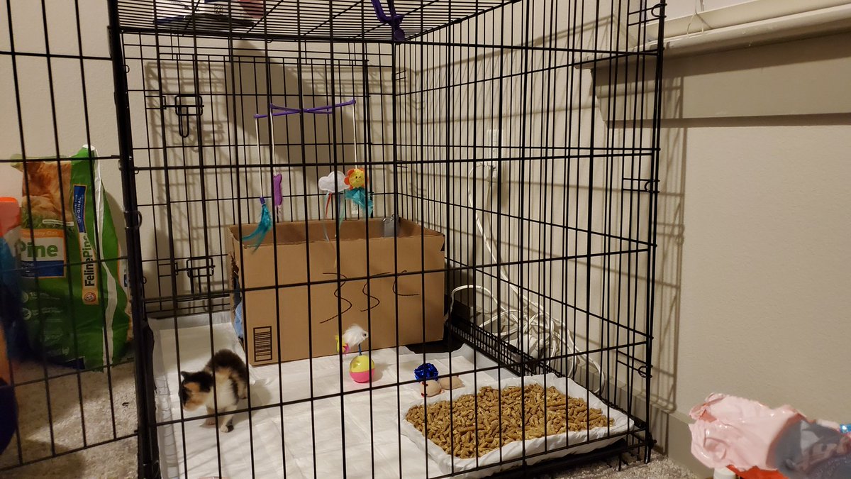 We've upgraded Macchiato's accommodations to the large dog crate without restrictions now that she can regular her body heat. She has a box with a towel and heating pad to sleep in, a water dish, a litter box, some toys and a cat mobile.