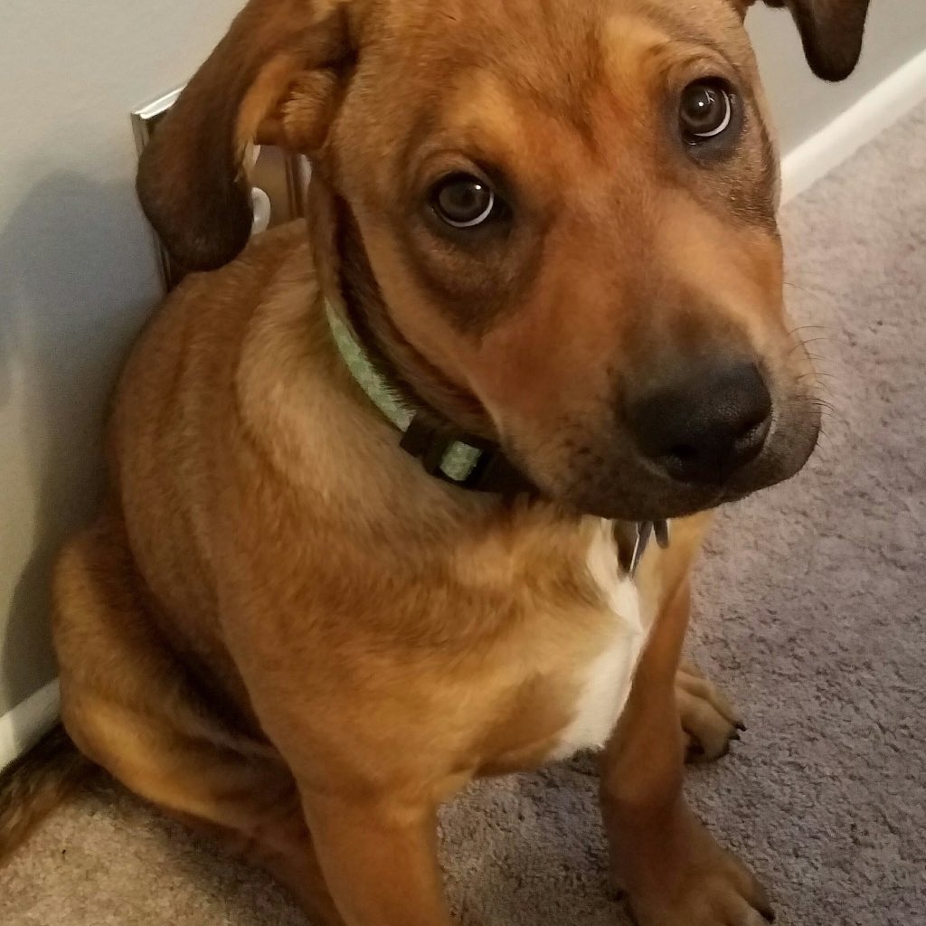 CryptMidwest's tweet photo. #SpreadSomeSmiles
Who Can Resist These Eyes ?
ππΆπ₯ΊβοΈ
#dogsoftwitter
#GoodNightTwitterWorld https://t.co/rQroGr85sZ