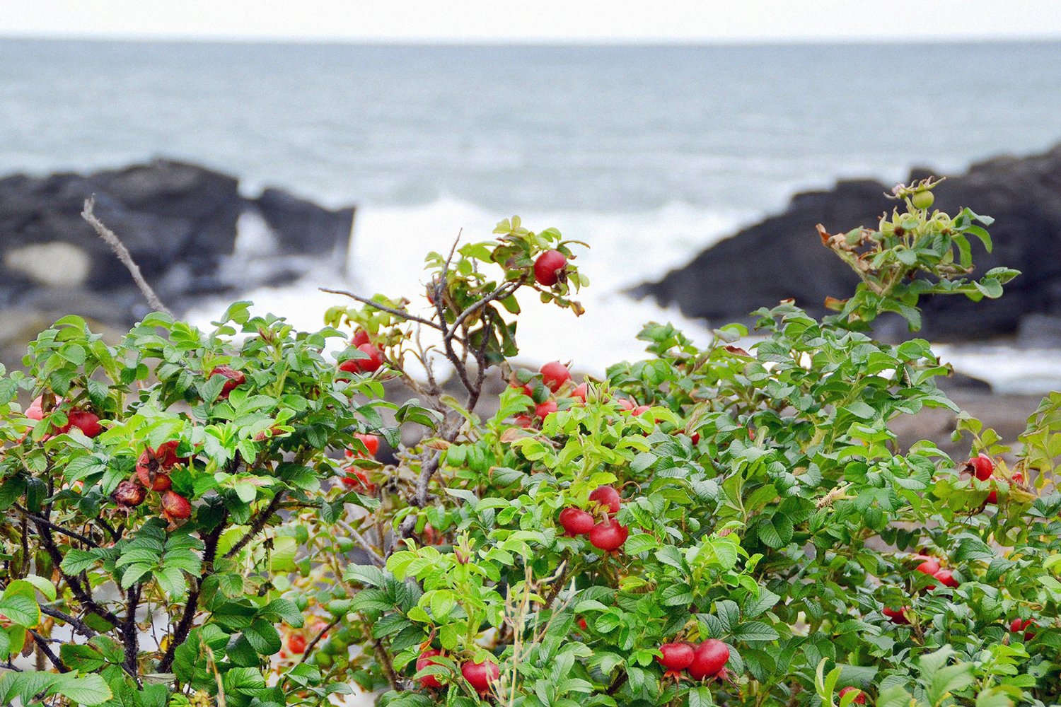 暦生活 こよみせいかつ 10周年 ハマナス 旬の花 夏に紅紫色の花を咲かせるハマナス 日本海側の海岸の砂地に多く自生し 花言葉のひとつである 照り映える容色 は 青い海に映えるという意味からつけられました 秋につける赤い実は香りよく