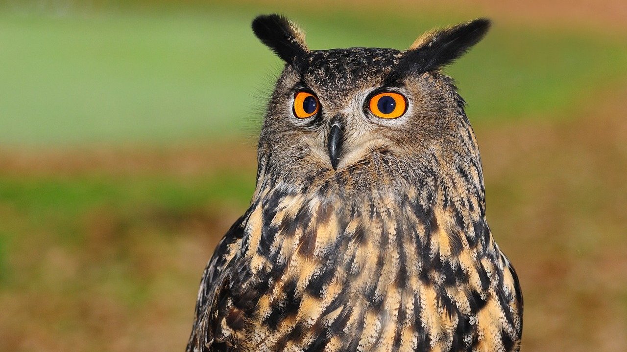 ラテン語さん ハリーポッターでマルフォイのペットのワシミミズクの学名はbubo Buboです ラテン語のbubo フクロウ が元です ちなみに ヨーロッパワシミミズクの学名はbubo Bubo Buboです ブボブボブボ T Co Gdyepon36m Twitter