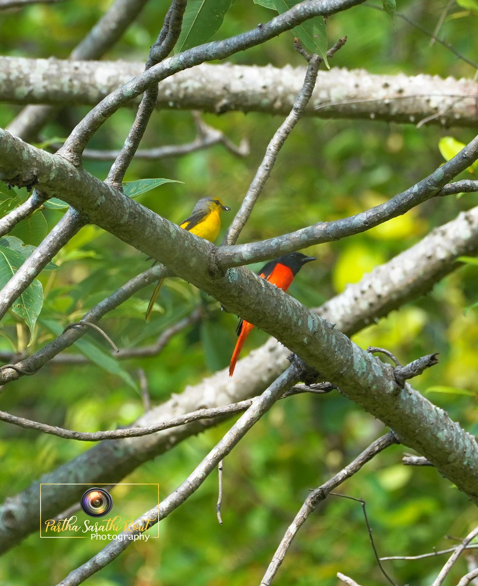 🐦 Long -Tailed Minivet (male and female)
📷Sonyalpha7RMarkIII 
🖌️Lightroom
🗓️04-06-2020
🇮🇳Koraput ,Odisha (INDIA)
#birdphotography #wildlifephotography #wildlifefrommywindow #WildWorld
#birdlovers #longtailedminivet #Odisha #birdwatching #minivetmalefemale
#naturelover #birding