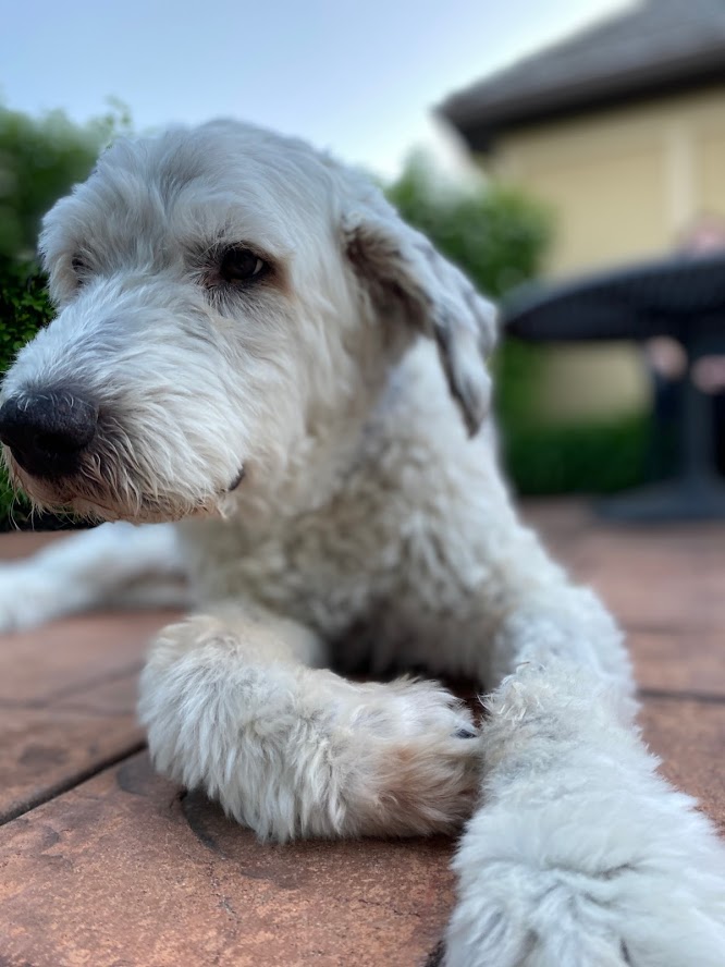 Stu_Depue's tweet photo. I have decided to retire with the end of this school year. The past 28 years (dog) have been amazing at NMS. I got to help dad help out so many kids and families. I was spoiled, hugged, and loved by so many. I will miss you. #bekind #loveeachother #retiredlife #missyoualready https://t.co/TYp0CJjY8i