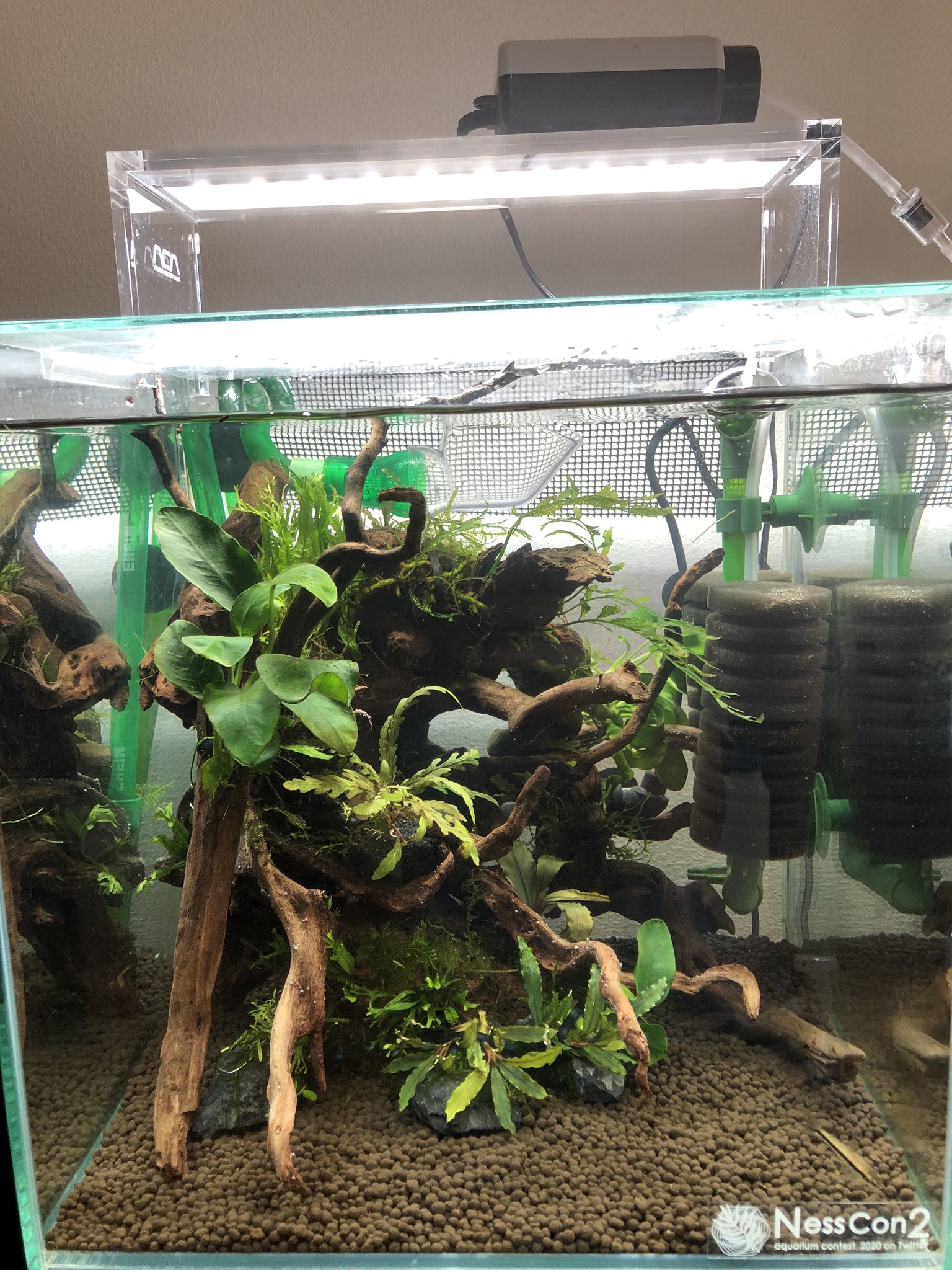 たらこバター ねすこん 水槽1日目 低床 マスターソイル 植物 アヌビアスナナ ボルビディス ミクロソリウムウィンデロブ ピンナティフィダ クリスマスモス あと2枚目と3枚目のブセは名前忘れた 1から いいえ ゼロからはじめま っ Gt W つ Oﾟ