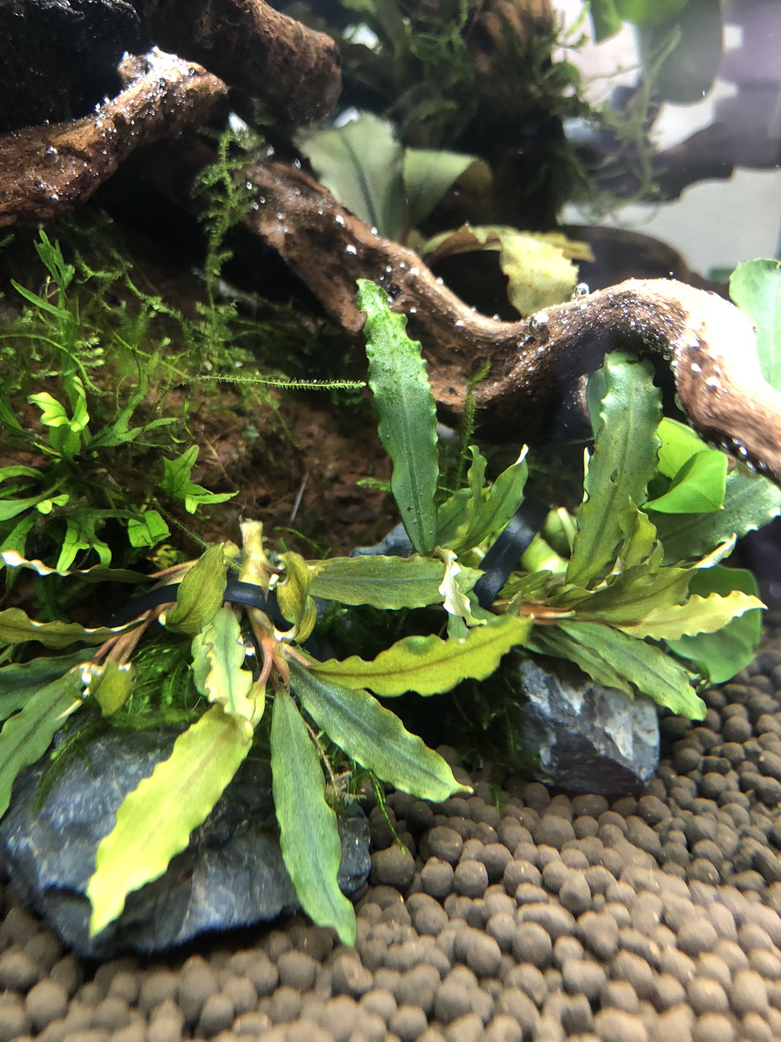 たらこバター ねすこん 水槽1日目 低床 マスターソイル 植物 アヌビアスナナ ボルビディス ミクロソリウムウィンデロブ ピンナティフィダ クリスマスモス あと2枚目と3枚目のブセは名前忘れた 1から いいえ ゼロからはじめま っ Gt W つ Oﾟ