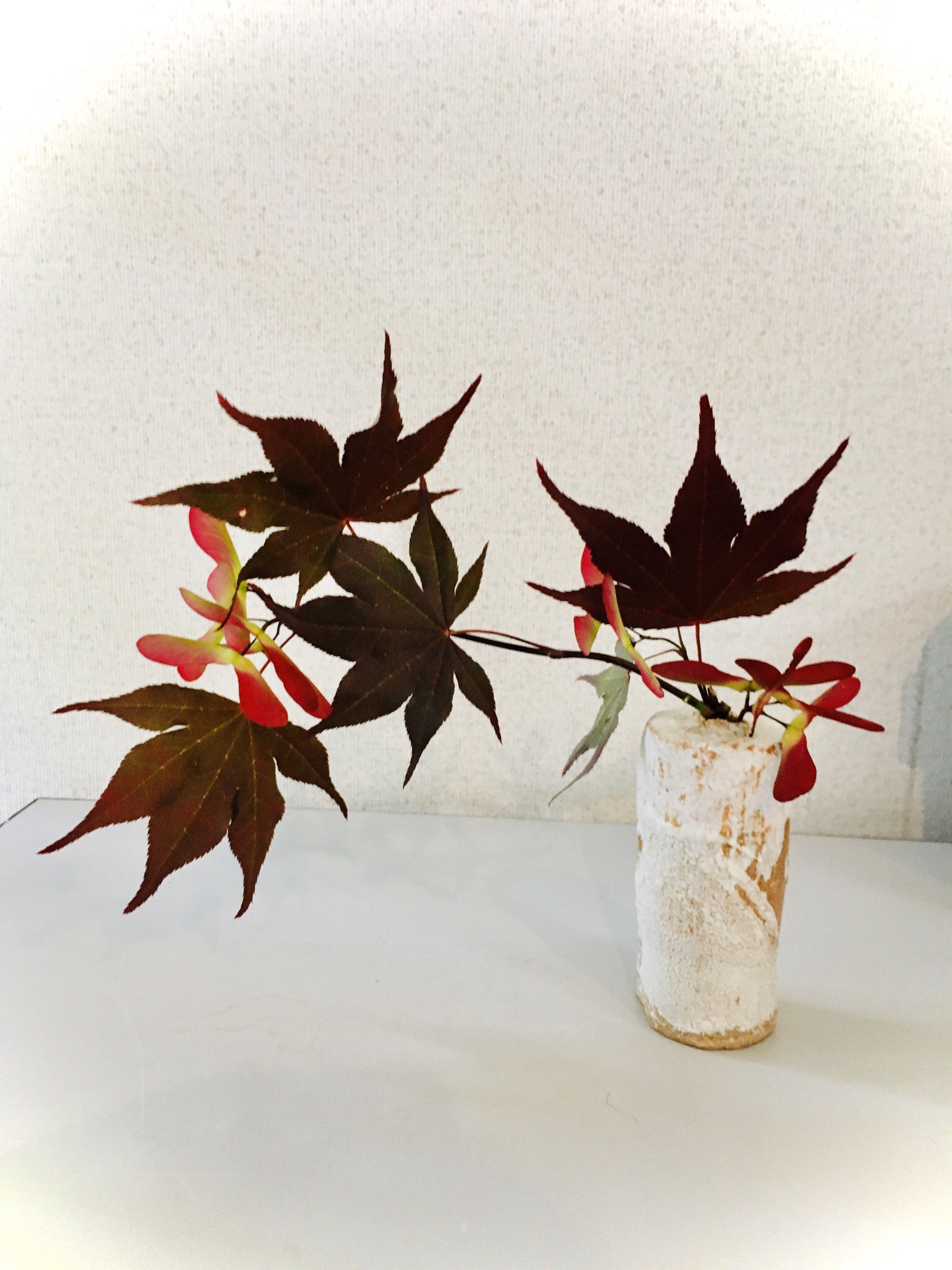 ツバキ 新緑の中 この色 プロペラが大きめ ノムラモミジ 一輪挿し 花瓶 もみじ プロペラ T Co Hyhprwcd4e Twitter