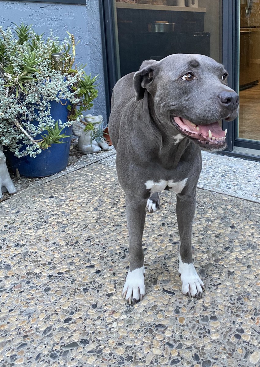 StaciaDecker's tweet image. Do you know how often I say “don’t eat that bee!” to this dog?