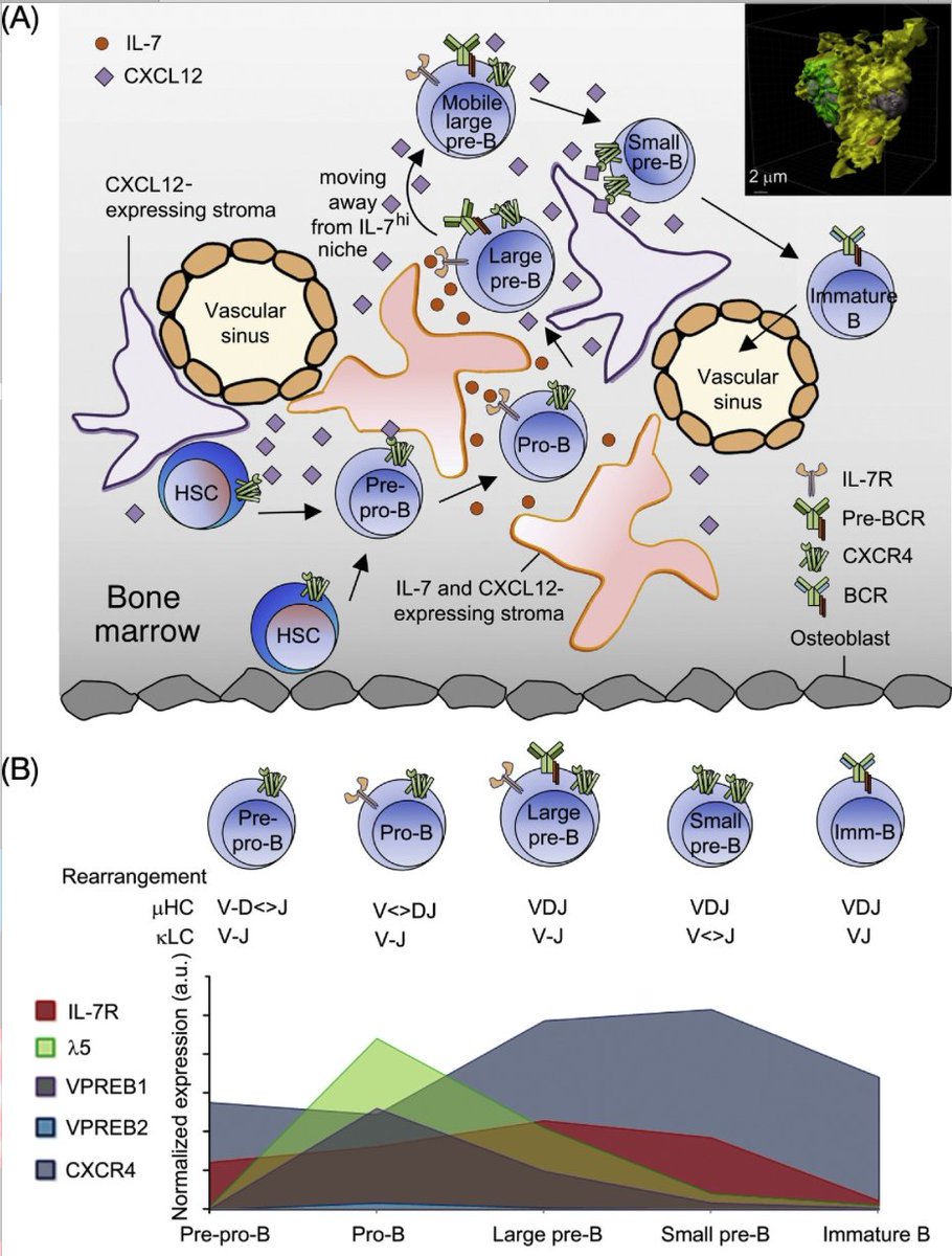 Mcheyzer Williams On Twitter B Cell Development The Murine Bone Marrow Microenvironment Malay Mandal Uchicago Trendsimmuno Https T Co Qkyiwzbyaj 2020 Recapmay Https T Co Sooofhc3a8