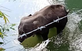 Hey Mother Elephant do you think they are caring about your pregnancy, absolutely no they are the same people who would like to comb of your tooth and they need your head to decorate their houses.
"Safoora Zargar is in jail with pregnancy"
they don't care human's.
Who you are?