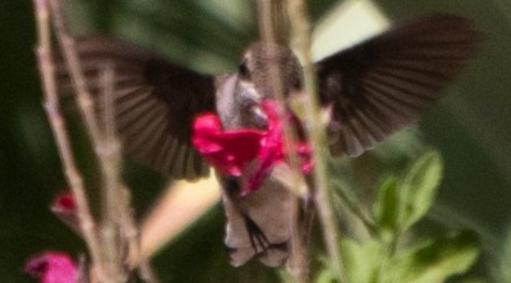 EricSaumur's tweet photo. @Afro_Herper #FoundThatBird #BlackBirdersWeek https://t.co/5BHHmjKuHw