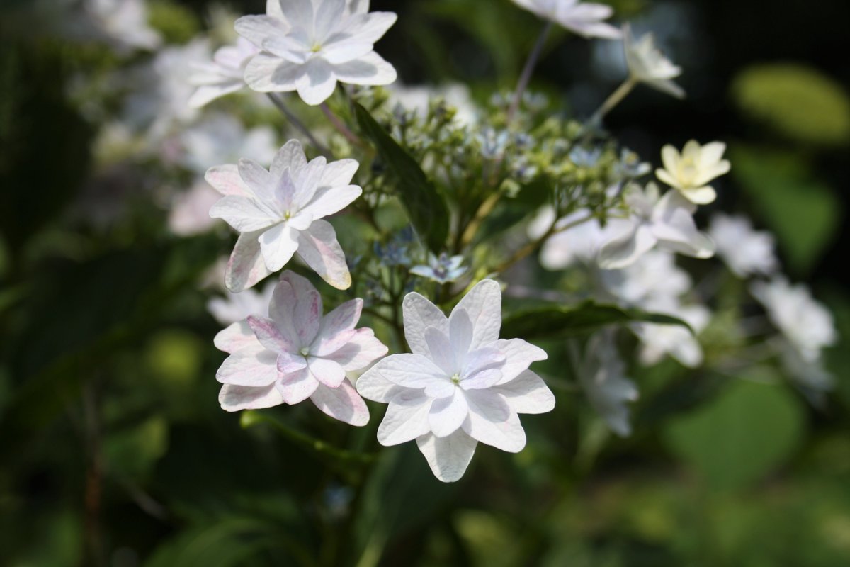 長居植物園 アジサイ園には 約45品種のアジサイがあります 本日は ガクアジサイの品種を2つ紹介します ピンクの花は ダンスパーティ 白い花は 墨田の花火 です この2つ以外にもたくさんのアジサイがございますので ぜひお気に入りのアジサイを