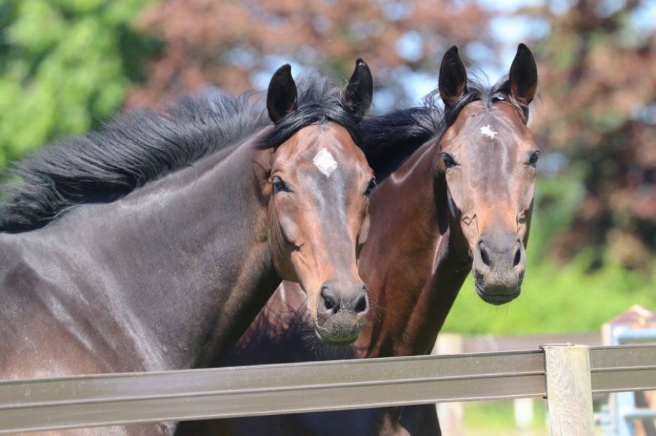 Altior (@kingaltior) on Twitter photo 