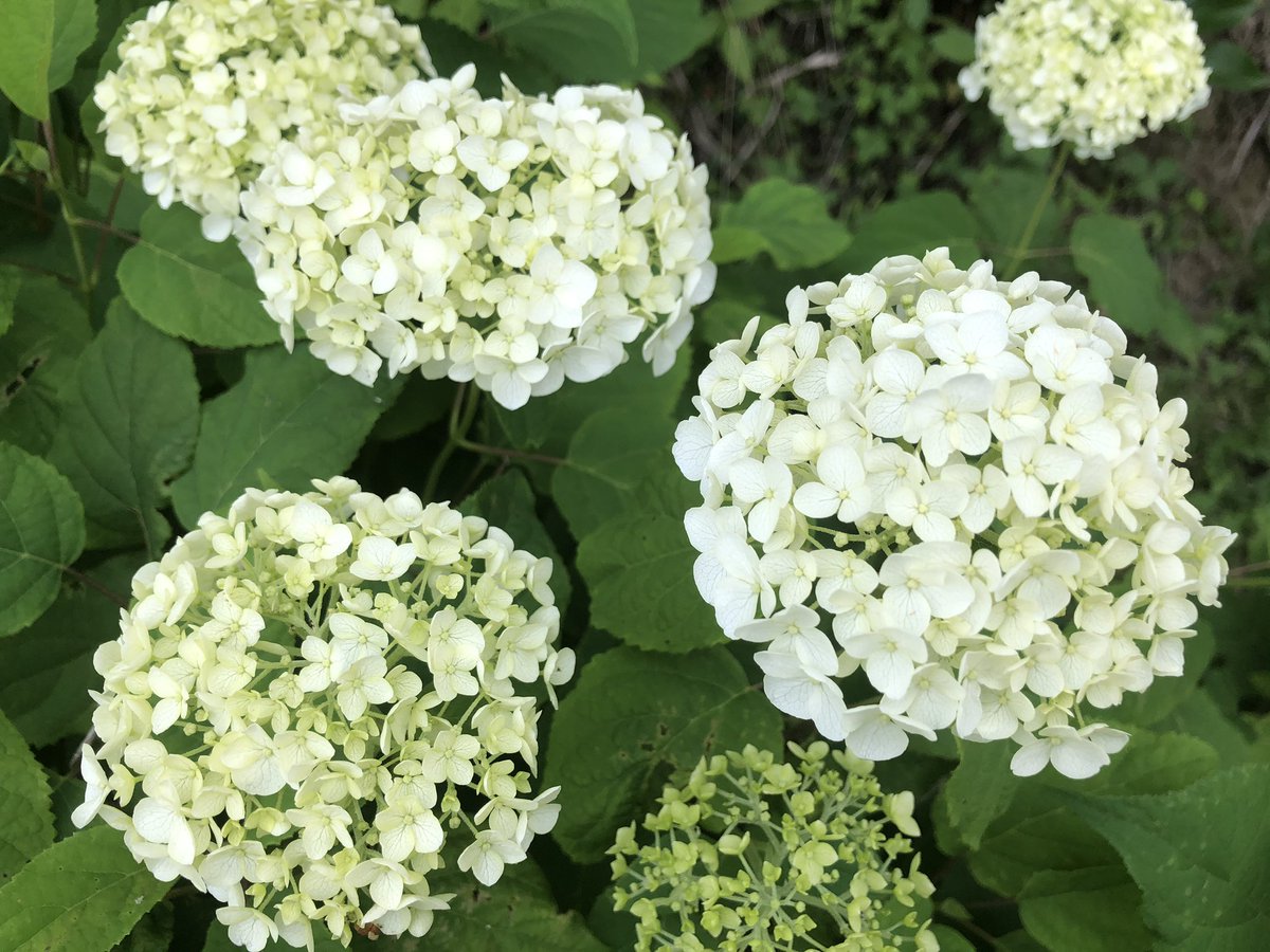 Uzivatel Green Pepper Na Twitteru 紫陽花がだいぶ色付いて来た 白のアナベルは毎年元気 でもピンクのアナベルは今年も 花がとても小さい 白に見劣りしないくらい早く大きくならないかな Uzivatel Green Pepper Na Twitteru 紫陽花がだいぶ色付いて来た 白のアナベルは毎年元気 でもピンクのアナベルは今年も 花がとても小さい 白に見劣りしないくらい早く大きくならないかな