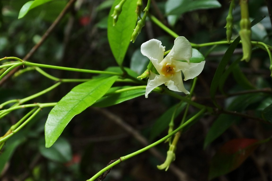 漱石枕流 En Twitter テイカカズラ 定家葛 By J5 昔 お祭りの夜店で売っていた風車 かざぐるま の作りにそっくりな テイカカズラ の花 今年はあまり花が多く着いていません 他の木に絡みついて伸びる常緑蔓性低木 木に咲く花 白い花 テイカカズラ 定家