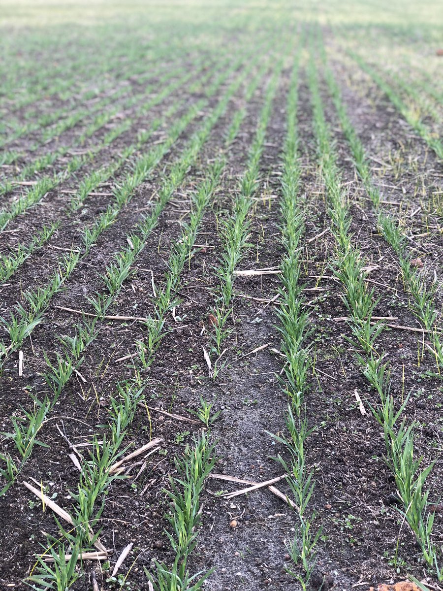 DirectSeeding's tweet photo. Very impressed with the germination of these oats. 51mm of rain since planting and only just had some fert last week. #boxdrill has excelled with seed placement... I’m genuinely surprised at how well it’s gone. https://t.co/BchITazlKw
