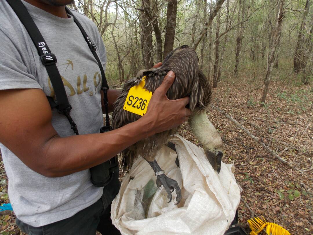 #BirdingWhileBlack is a thing! Celebrating our love for nature and fellow black birders who are my friends and former lab mates from #eSwatini 

Here we go #BlackBirdersWeek
This is @MuziSibiya19 with a Marabou Stork and a White-backed Vulture chick. He is a PhD student @UF