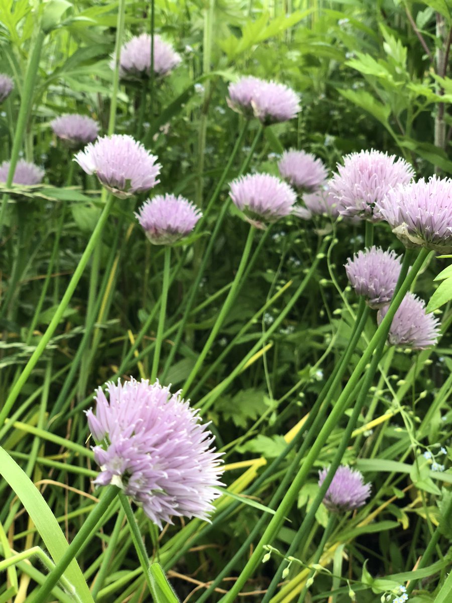 るみるみ アサツキのネギ坊主が小さくて可愛い 1週間くらいで淡い紫色の花が咲いてました アサツキのネギ坊主 アサツキの花