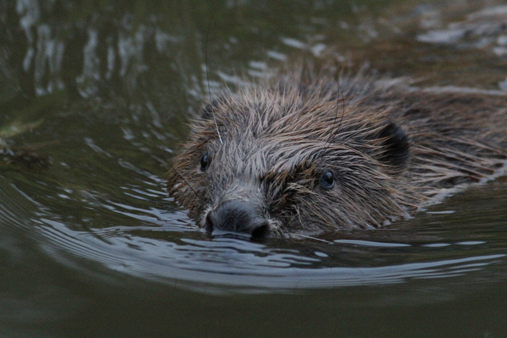 Devon Local Nature Partnership tweet media