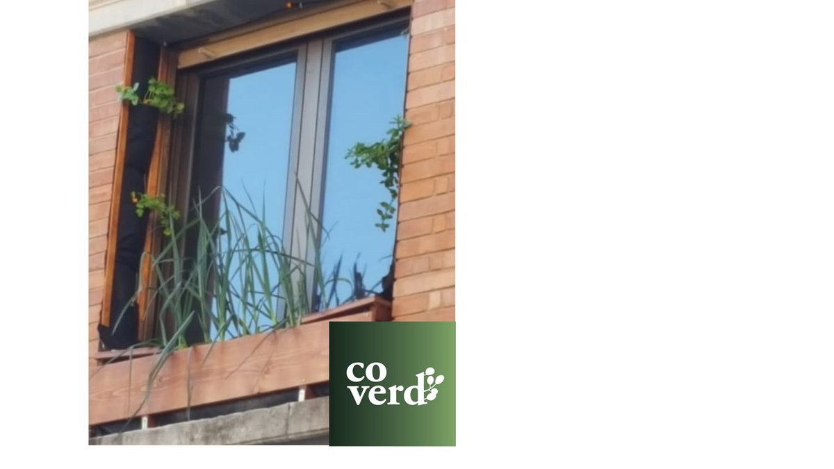 Foto de fa un temps: la il·lusió de retrobar-se projectes i com la gent pot gaudir de l' #horturbà i de compartir l'experiència #renaturalitzembcn des d'una altra perspectiva. #Coverd #bcnposatverda #renaturalitzembcn #verdurbà #Finestres #balcons #natura