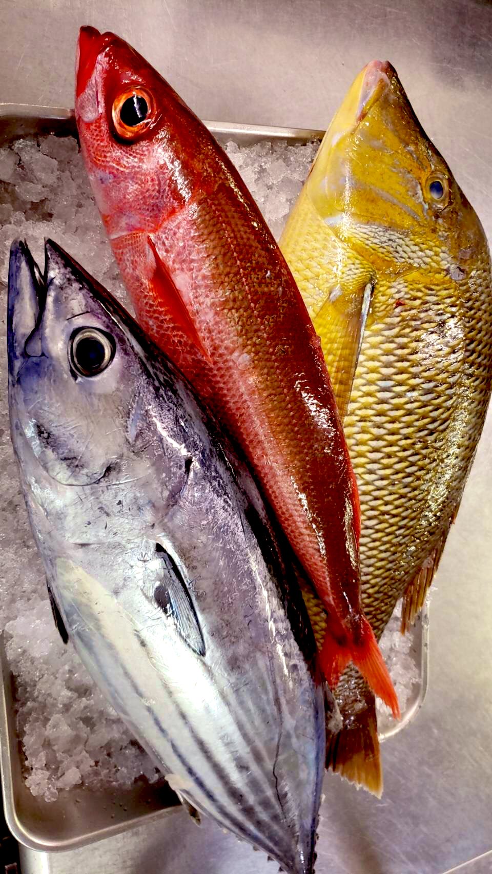 酒の蔵だるま 公式 Al Twitter 本日だるまのお魚入荷情報 右からフエフキダイさん 赤錆さん 鰹さんです こうして並ぶと色がきれいですねー この三種のお魚たちは全て お刺身にしてご提供致します 新鮮なお味をそのままご堪能ください 高田