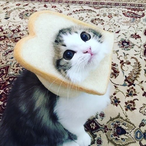 Bread or me?

follow:<a href="/SweetyKitttyy/">Sweety Kitttyy</a>
.
.
#cat #cats #catlovers #CatsOfTwitter #catsofinstagram