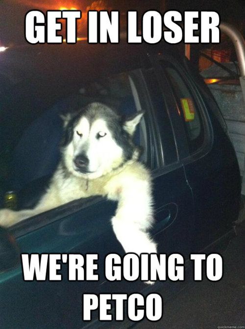 bellchangotit's tweet photo. HAHAHAHAHAHAHAHAHAHAHAHA  ITS FUNNY BECAUSE DOGS CANT REALLY DRIVE BUT THIS ONE APPEARS TO BE DRIVING... #hilarity #snicker #smirk #farcical https://t.co/mybE5ImnX8