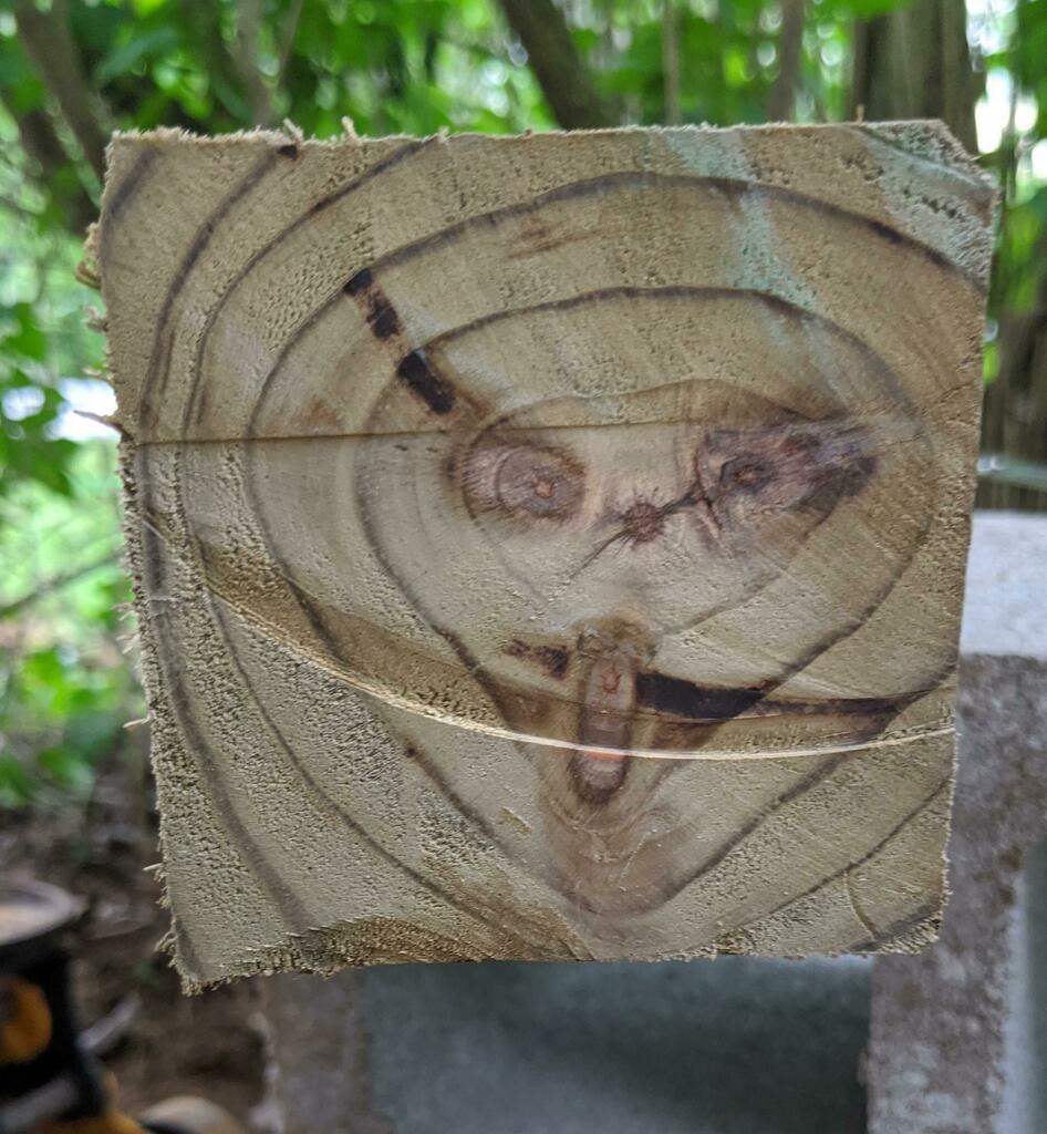 JoaoCP2's tweet photo. Surprised Wood (via /r/Pareidolia https://t.co/75ur6YPghq) https://t.co/3OK1RBA2yI