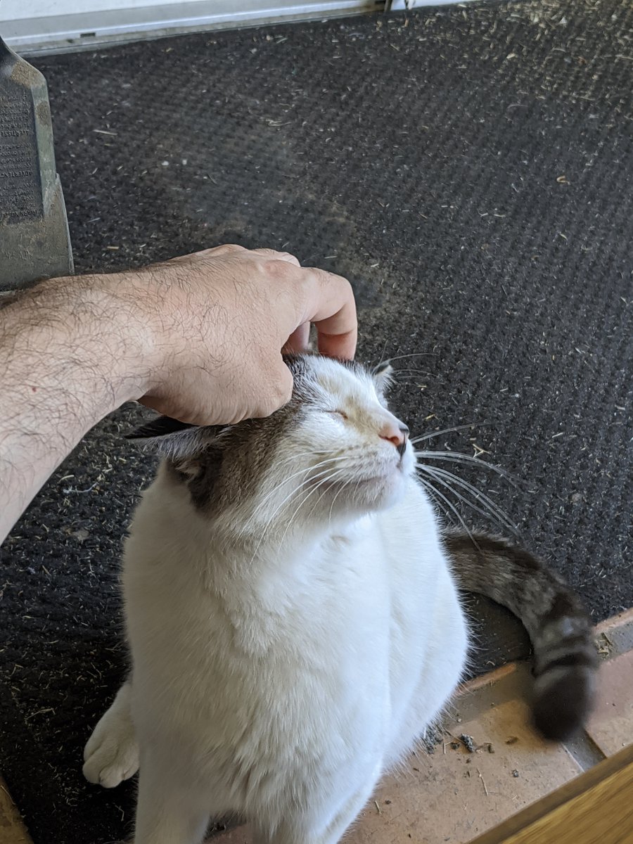 JMW's tweet photo. I made a friend while working from home today. I tossed out the requisite Pspspsspssps's and he(?) got some scritches out of the deal. Super sweet kitty.
#try2 https://t.co/zAz1LwLYWl