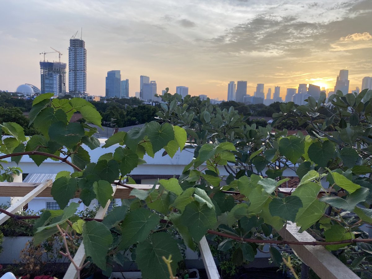 jakasusanta's tweet image. Pruning session...#penganggur