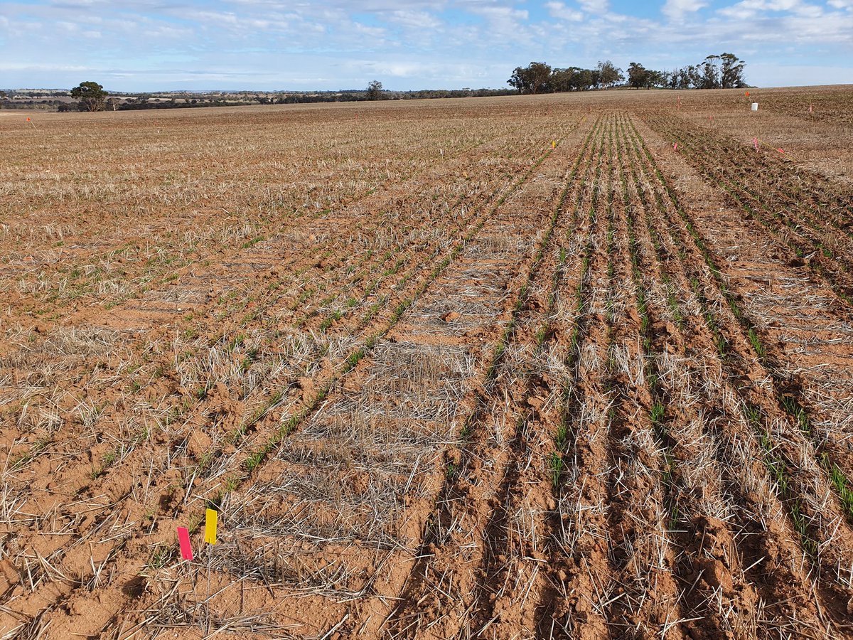 Trials are up and away at the <a href="/Bayer4CropsAU/">Bayer AU 🇦🇺 | Crop Science</a> trial hub near York WA. Plenty of learnings about herbicide impact on early crop vigor already. <a href="/hughietreno/">Hugh Trenorden</a> getting eager with the camera for some happy snaps. Contact me if you'd like a look for yourself! #bayertrial