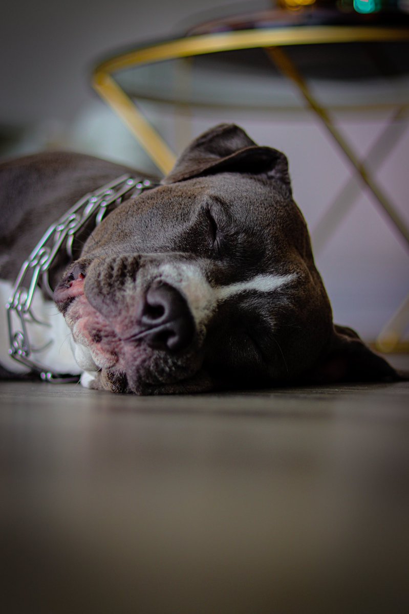 S_Price6's tweet photo. My camera is mad pet friendly ๐ธ ๐พ #notmydog #yoursisnext ๐ https://t.co/uuNZYSdd0r