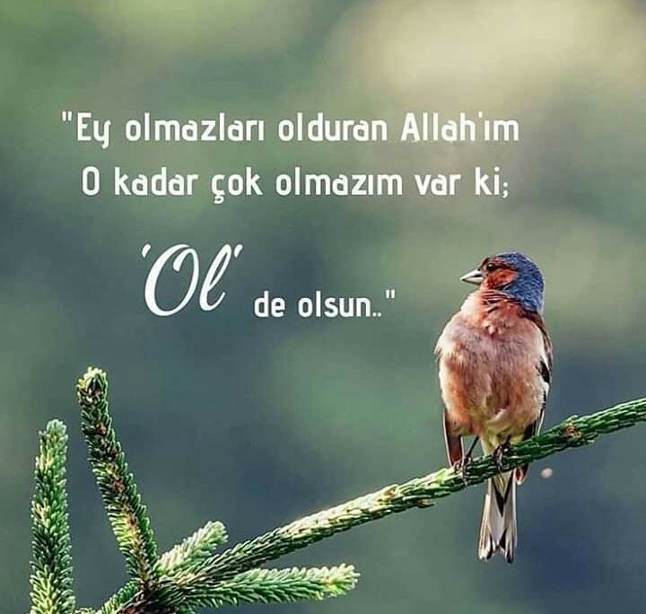 Bir__anda's tweet photo. Olmazları olduran ;
 Rabbime şükürler olsun !
Sabah şerifleriniz hayrolsun.
Gönlü güzel dostlara selam, sağlık, sıhhat, gönülleri sevgiyle dolsun.. https://t.co/BLRAR2XofT