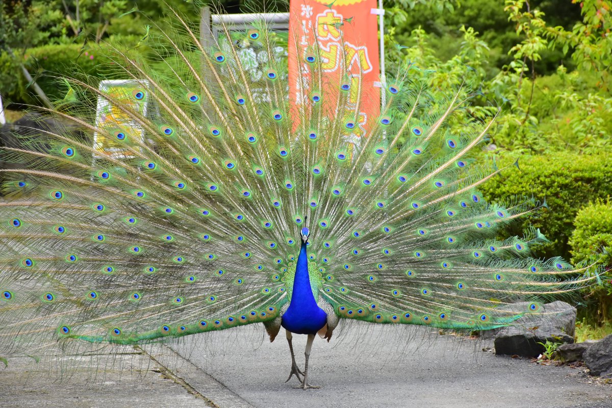 求愛行動