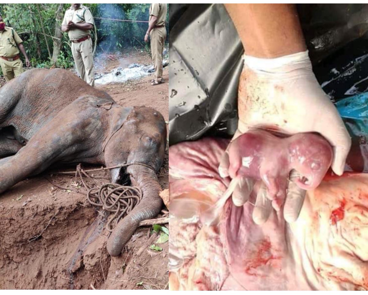 preeti_jenny_'s tweet image. Heart filled with pain💔💔Eyes filled with tears 😢😢ohh god...she was pregnant, she was hungry,  she  wanted to see her little baby face and she committed a mistake that she trusted human...#endofHumanity.... 😢😢😢 #JusticeForElephant.....