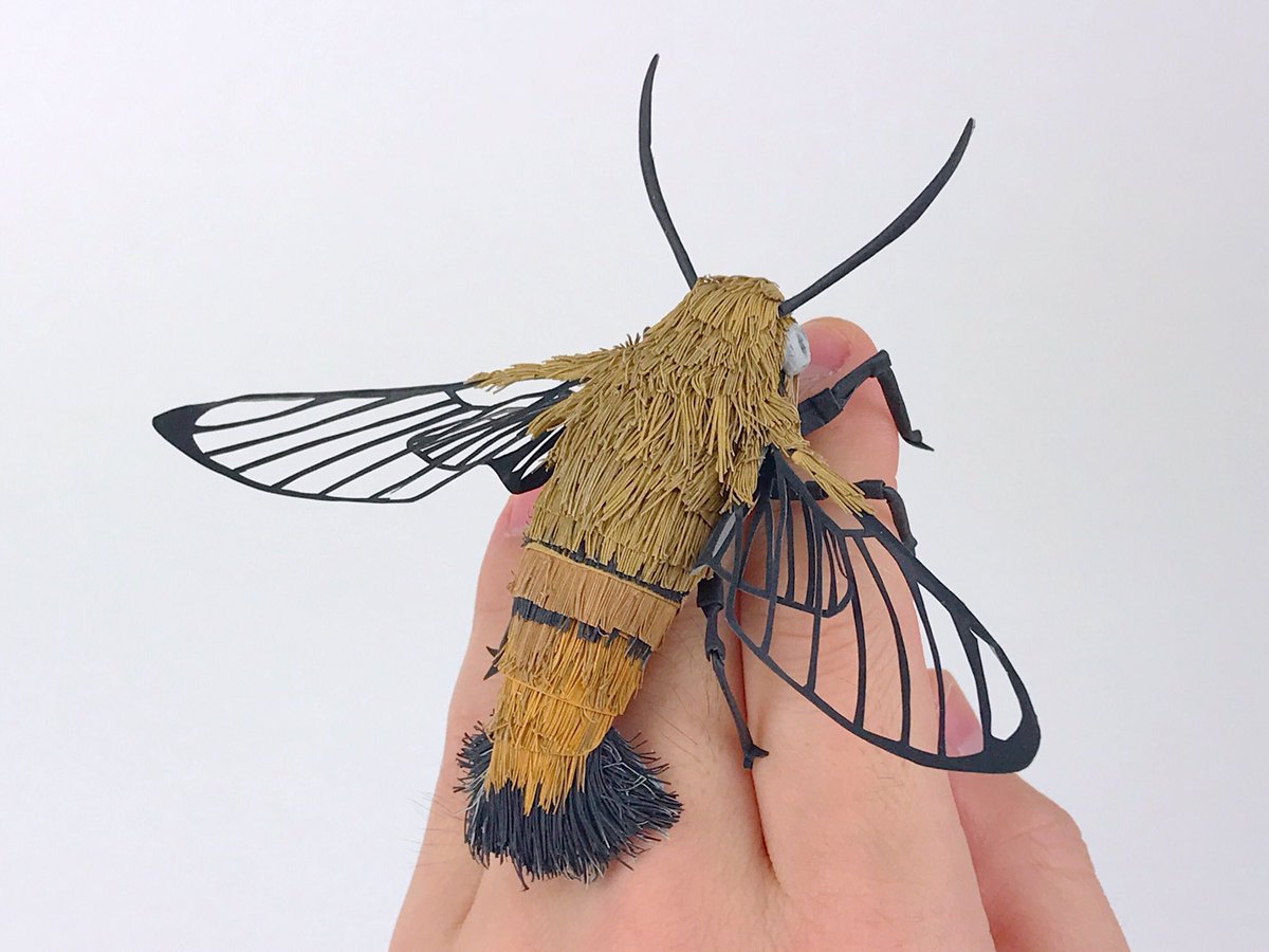 オダカマサキ オドンガー大佐 Ar Twitter ダンボールで作った虫達 もっと作りたいなぁ オオスカシバは 今ならもっと可愛く出来る ダンボールアート ダンボール工作 虫の日 オダカマサキ オドンガー大佐 Ar Twitter ダンボールで作った虫達 もっと作りたいなぁ オオスカシバは 今ならもっと可愛く出来る ダンボールアート ダンボール工作 虫の日