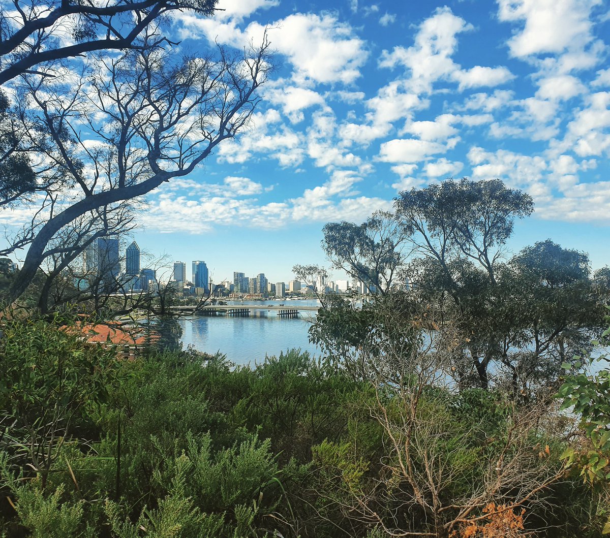 Lozza331's tweet image. Back to lunchtime jogs at kings park 🏃‍♀️🌻 not bad for a winter's day 
#perth #westernaustralia #home #perthisok 
instagram.com/p/CA9o3x2n87r/…