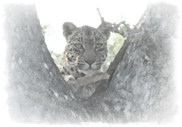 MaLoRoMa's tweet photo. Thandi
#WildEarth #leopard #sunrisesafari https://t.co/OoFMSql7rH