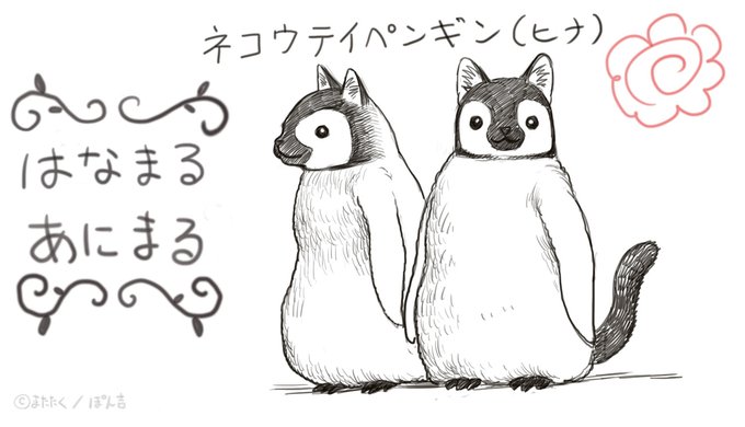ネコウテイペンギン(ヒナ) 