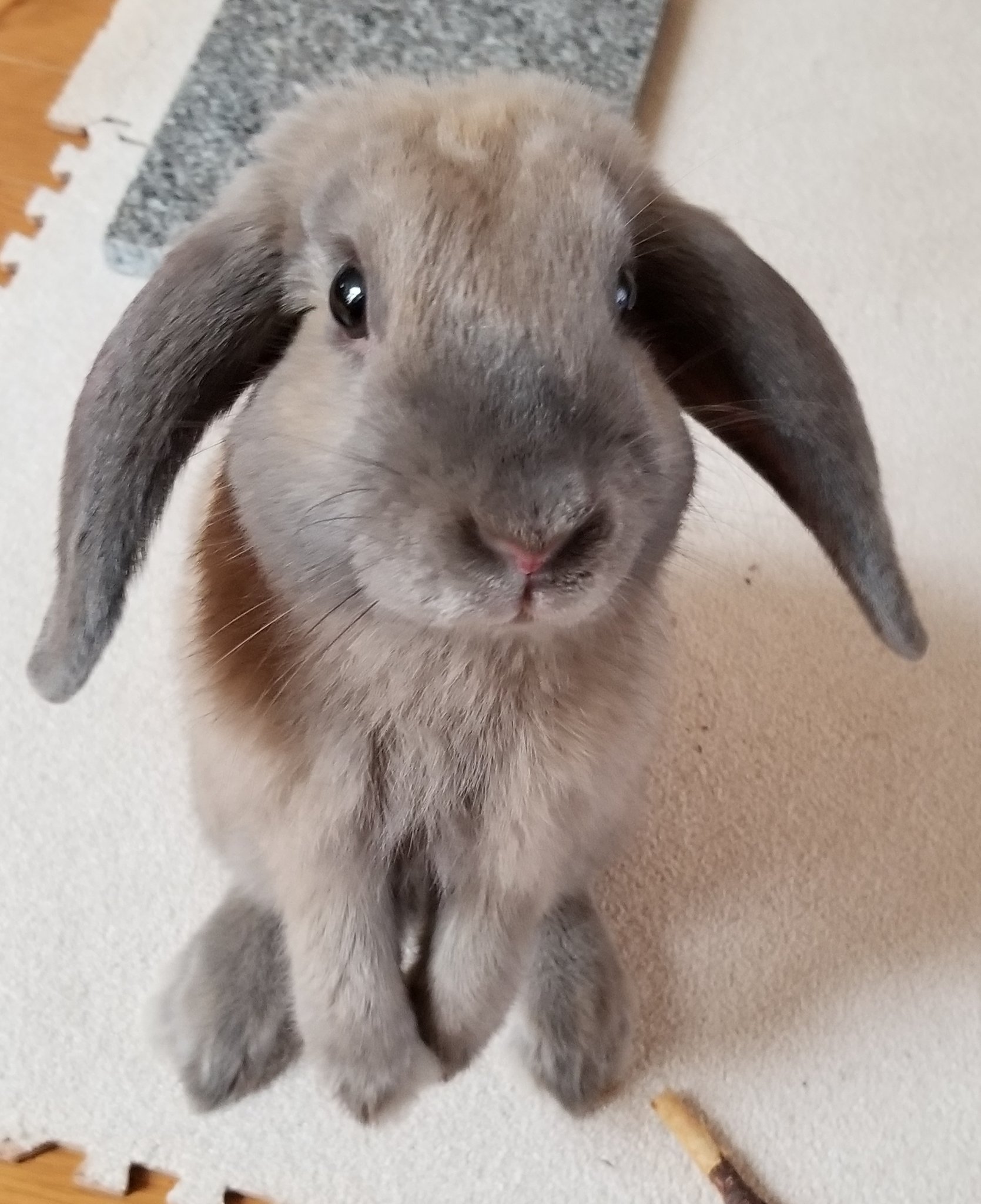 ぴぃちゃん With むぅ むぅ 後ろ足で立ったとき 前足がクロスするぅー この格好 かわいくて なんか好き うさぎ Rabbit ウサギ うさぎ好き ドワーフロップイヤー Dwarflopear うさぎのいる生活 うさぎと暮らす うさぎ好きさんと繋がり