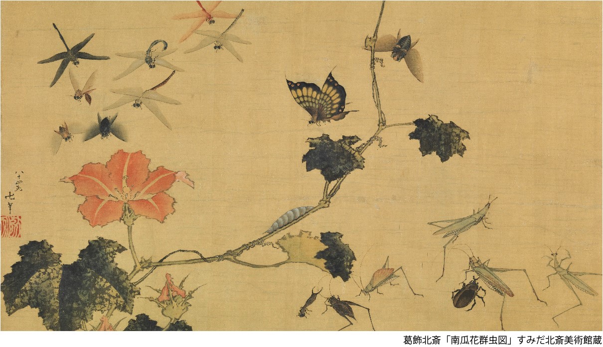 すみだ北斎美術館 虫の日ということで こちらの一枚をご紹介 かぼちゃの花のまわりにトンボ 蝶 蝉そしてバッタといった虫たちの姿が生き生きと描かれています トンボだけでも5種類いますね なんと北斎数え84歳の作品です ムシの日 虫の日