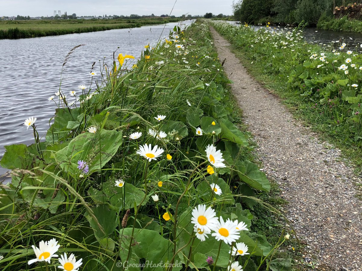 Groenehartstoc1's tweet photo. De lucht is grijs bewolkt, kans op regen en stuk frisser. De vele bermbloemen geven kleur aan #Winterdijk #waddinxveen
@Alpenweerman @ricoschroder @pietsweer @omroepwest @EdAldus @mrmiddendorp
@BuienRadarNL @whoebert @MeteoGroupWeer @weeronline @MarcdeJongRTL @helgavanleur https://t.co/NFzaaoXkAf
