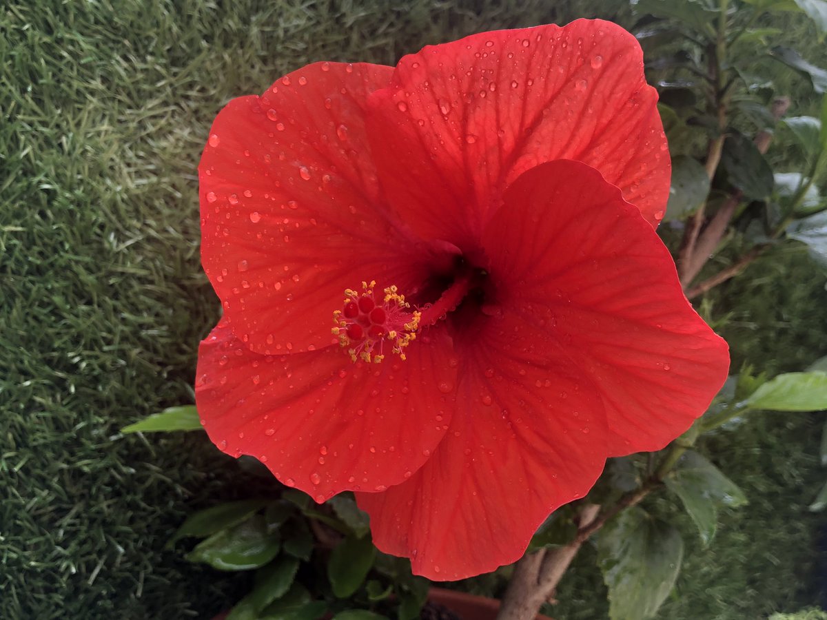 செம்பருத்தி செம்பருத்திபூவைப் போல பெண் ஒருத்திகாதலன தேடி வந்தால்கண்ணில் வண்ண மை எழுதிமேலும் கீழும் ஆடுகின்றநூல் இழை தான்மீண்டும் மீண்டும் நான் படிக்கும்நூலகம் தான்Winter முடிஞ்சு பூத்த முதல் பூ.  #என்வீட்டுதோட்டத்தில்