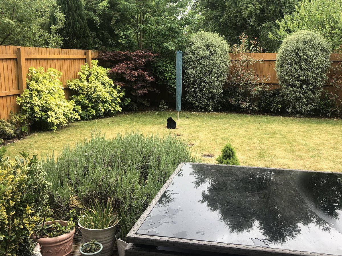 MunchPudding's tweet photo. #Hedgewatch2020 has resumed furiends! @OutwoodsCat @louistabbycat @aristo_brats @HisSmudgesty @Boris56056403 😺 https://t.co/Jo6l54b6xV