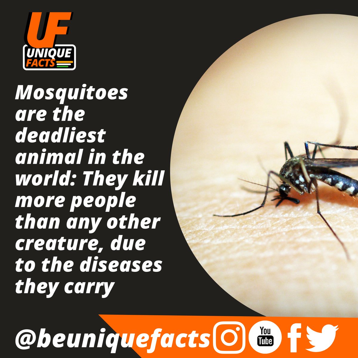 beuniquefacts's tweet photo. Just visit our profile and I assure that you won't regret it. Follow us to get amazing Unique Facts Everyday.
@beuniquefacts 
#KikaOsunde #follow #stem2020 #internetshutdown https://t.co/hdpZ5GUuY0