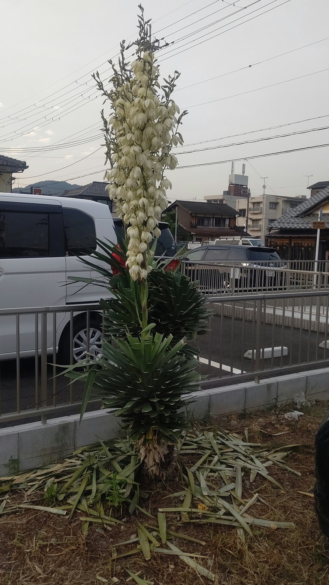 こめこ Kusaiyajingoku 職場の駐車場の パイナップルみたいな木にいつの間にか花が咲いていたのですが これは何と言う木でしょうか オラ草が知りてぇ T Co Sfe8fhkbvn Twitter