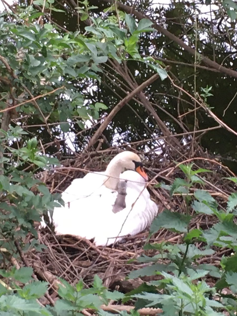 HogsHereford's tweet photo. News of a happy event: we are delighted to announce the safe arrival of at least 1 of Sid &amp; Sally’s babies: Samson ( can’t see how many others she has hidden under her skirts!). @HerefordDiocese https://t.co/YCtI4Z27Hl