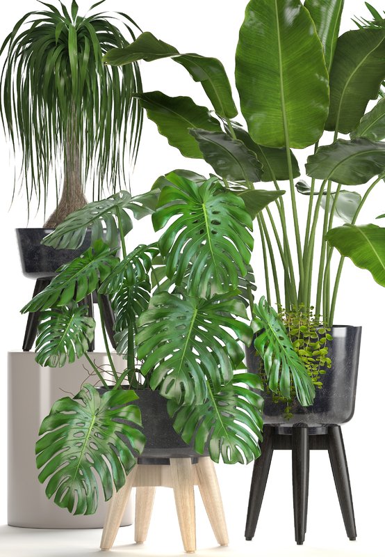 kanal3d's tweet photo. Collection of ornamental plants in pots
#Monstera #alocasia #macrorrhiza #howea #forsteriana #banana #set #palm #dracaena #3dmodels #plant #collection #kentia #pot #pots #palms #tree #jungle #tropical #bush #plants #ornamental
Learn more: https://t.co/AdPgpuwAyU https://t.co/PerjMEC8a4