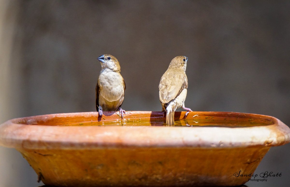 BhattSm's tweet photo. @SudhaRamenIFS @VandalurZoo Another clay pot from backyard #lockdownpic #backyardbirds https://t.co/hcTh7s5X7X