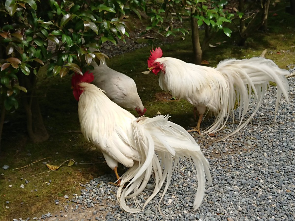しず姐 内宮の神鶏さんも出会えた 神鶏さんに 近くで羽ばたいていただけましたよ 伊勢神宮
