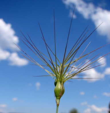 CzemborJerzyH's tweet photo. 👨🎓🌾👨🌾📌 #genebank #geneticresources #plantbreeding
#aegilops #wheat #genetics
=> Aegilops geniculata Roth
nice pictures FROM: #FloraCatalana #Catalana
https://t.co/Cgc481XAOn https://t.co/UytYhg0qCS