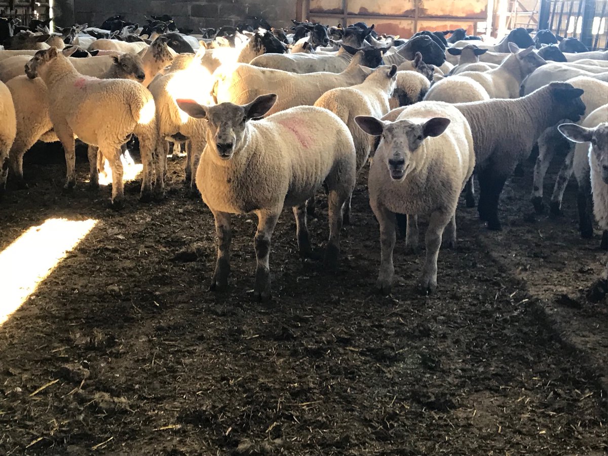 Late Feb born Twin Texel cross lambs by rams from ⁦<a href="/logiedurnosheep/">Logie Durno Sheep</a>⁩ weighing 52Kg. These lambs went on to fetch the top price for their weights at Ashford market.